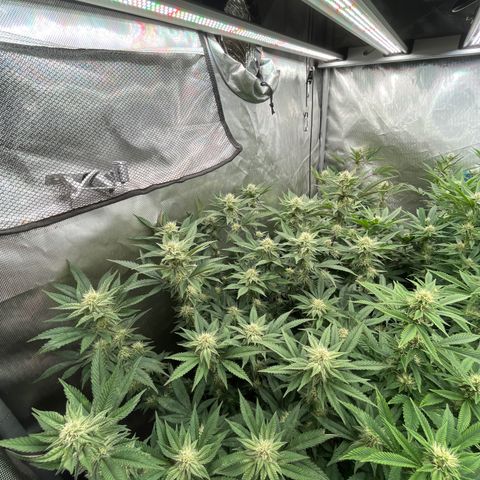 Specimen X  growlog timeline photo