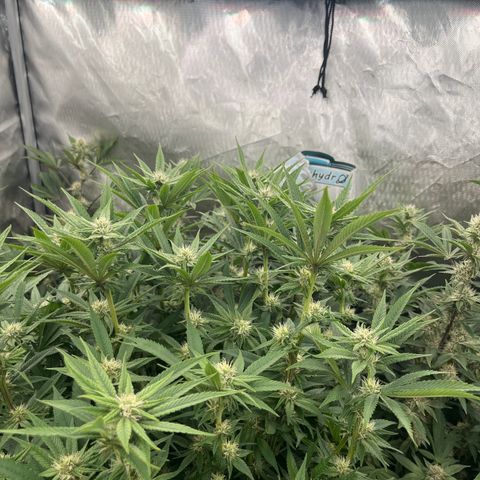 CMxF #2 growlog timeline photo