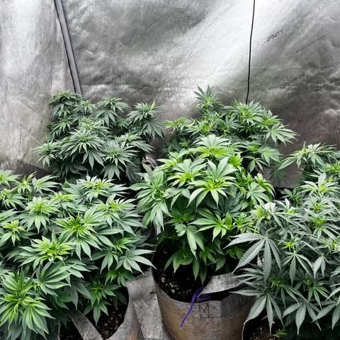 CM X Thorsberry #1 growlog timeline photo