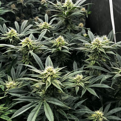 CMxF #2 growlog timeline photo