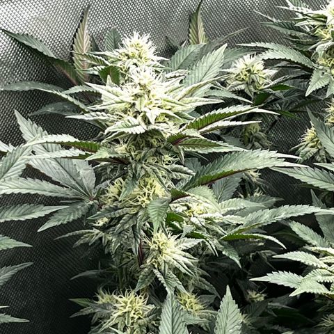 Specimen X  growlog timeline photo
