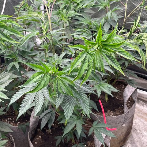 Cherry Paloma (1-4) growlog timeline photo