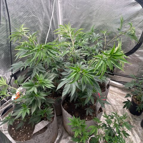 Cherry Paloma (1-4) growlog timeline photo
