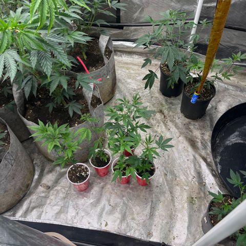 Cherry Paloma (1-4) growlog timeline photo