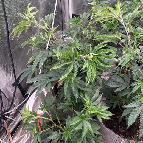 Cherry Paloma (1-4) growlog timeline photo