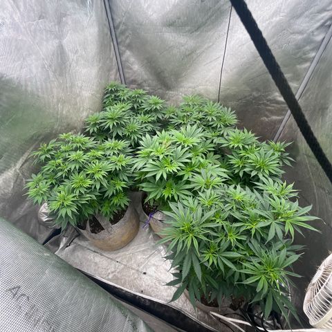 CM X Thorsberry #1 growlog timeline photo