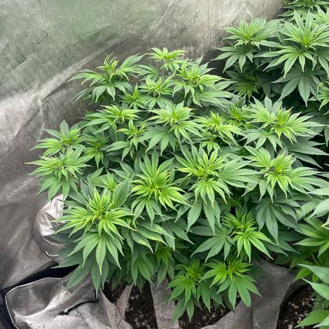 CM X Thorsberry #1 growlog timeline photo