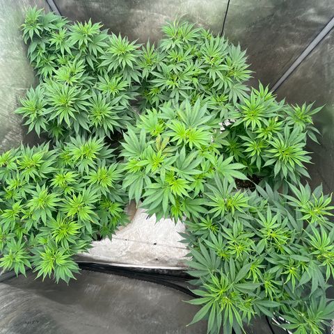 CM X Thorsberry #1 growlog timeline photo
