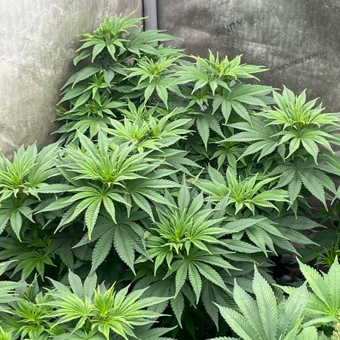 CM X Thorsberry #1 growlog timeline photo
