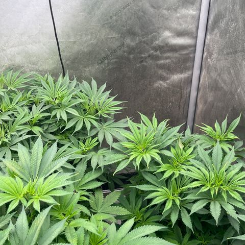 CM X Thorsberry #1 growlog timeline photo