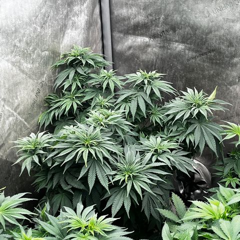 CM X Thorsberry #1 growlog timeline photo