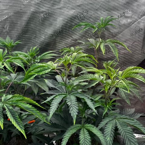 CM X Thorsberry #1 growlog timeline photo