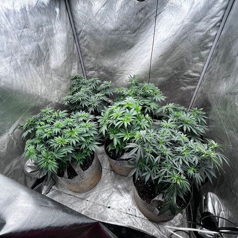 CM X Thorsberry #1 growlog timeline photo