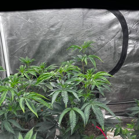 Cherry Paloma (1-4) growlog timeline photo