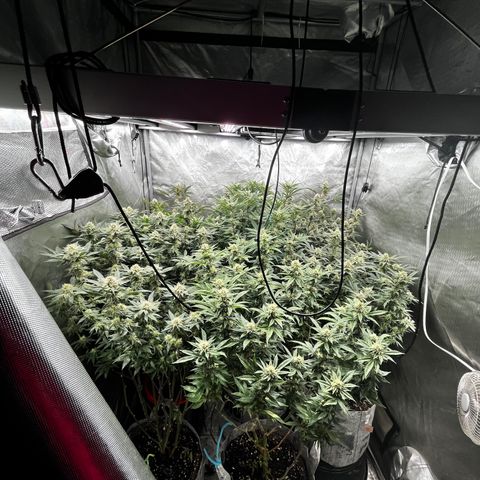 Specimen X  growlog timeline photo