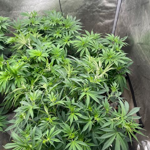 Lemon Shiznit growlog timeline photo