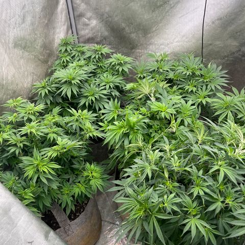 Lemon Shiznit growlog photo: About 1ft 3 inches tall