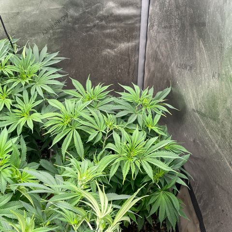 Lemon Shiznit growlog photo: About 1ft 3 inches tall