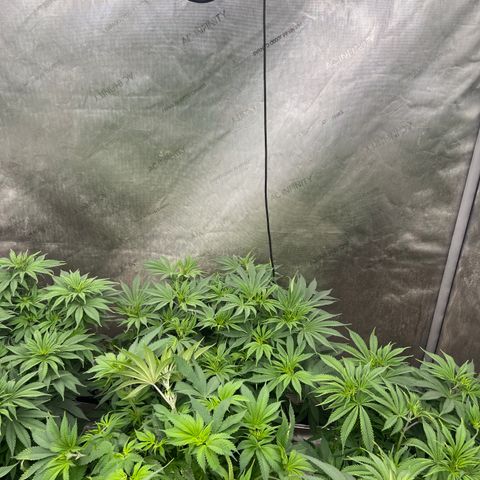 Lemon Shiznit growlog photo: About 1ft 3 inches tall