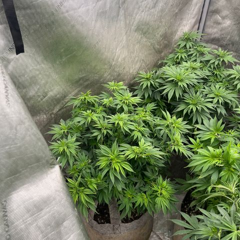 Lemon Shiznit growlog photo: About 1ft 3 inches tall