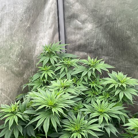 Lemon Shiznit growlog photo: About 1ft 3 inches tall