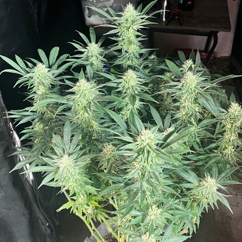 CMxF #2 growlog timeline photo