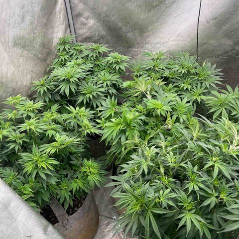 Lemon Shiznit growlog timeline photo