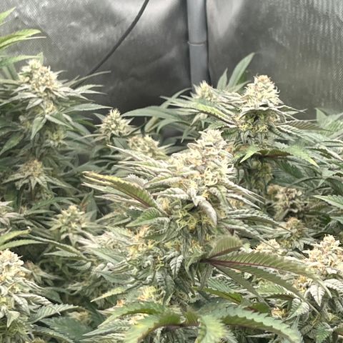 Specimen X  growlog timeline photo
