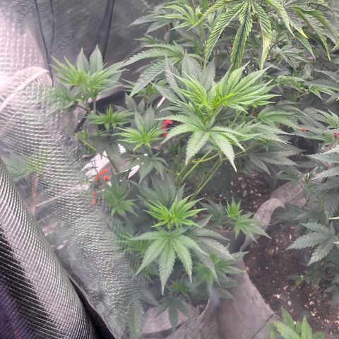 Specimen X Clones 1-4 growlog timeline photo