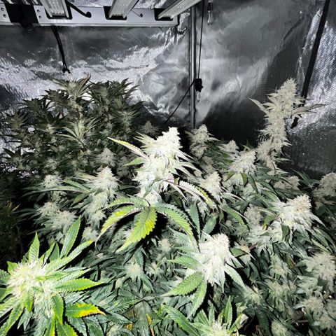 Specimen X  growlog timeline photo