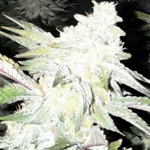 Specimen X  growlog timeline photo
