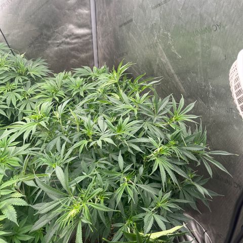 Lemon Shiznit growlog timeline photo