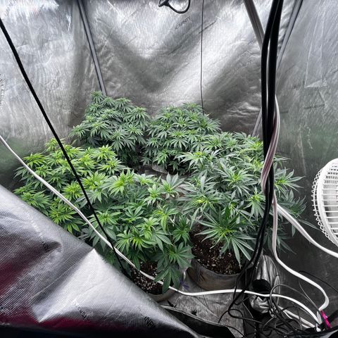 Lemon Shiznit growlog timeline photo