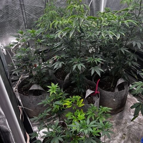 Cherry Paloma (1-4) growlog timeline photo