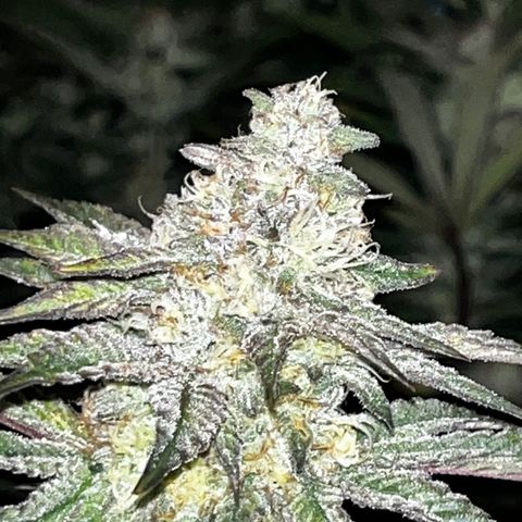 Specimen X  growlog timeline photo