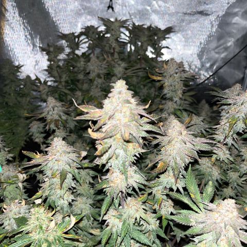 Specimen X  growlog timeline photo