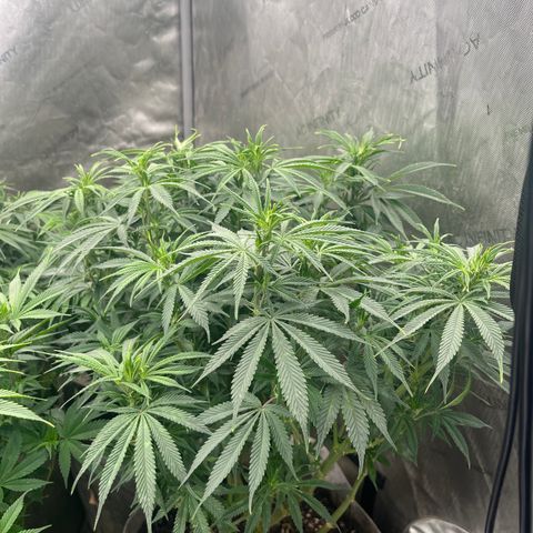 Lemon Shiznit growlog timeline photo