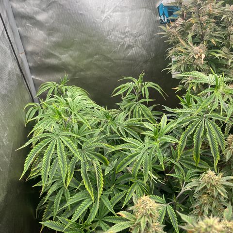 Cherry Paloma (1-4) growlog timeline photo