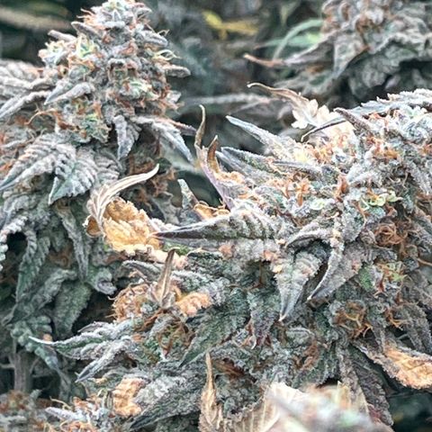 Specimen X  growlog timeline photo