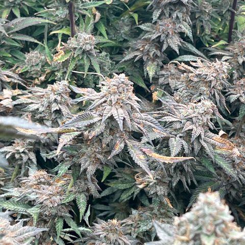 Specimen X  growlog timeline photo