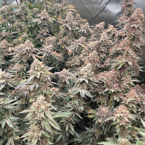 Specimen X  growlog timeline photo