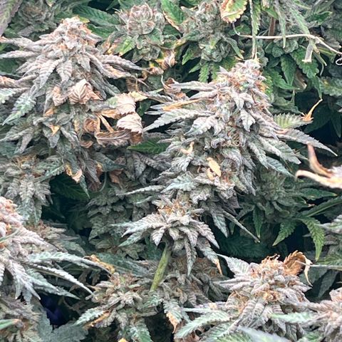 Specimen X  growlog timeline photo