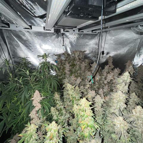 Specimen X  growlog timeline photo