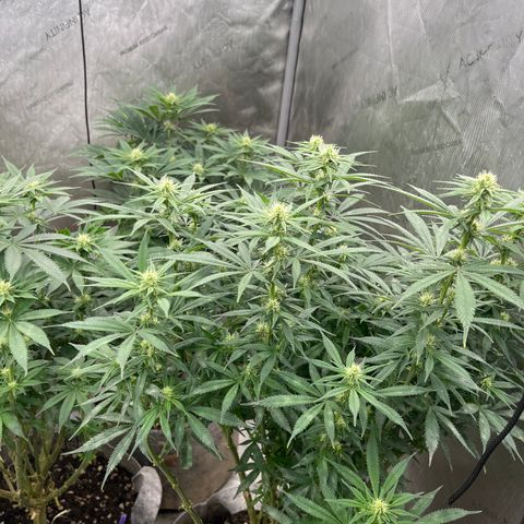 Lemon Shiznit growlog timeline photo