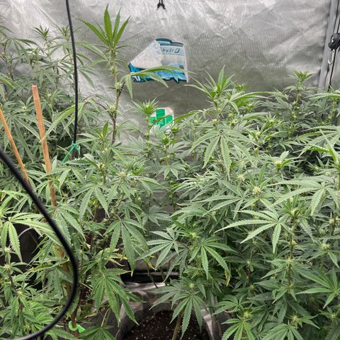 Specimen X Clones 1-4 growlog timeline photo