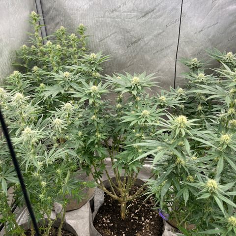 CM X Thorsberry #1 growlog timeline photo