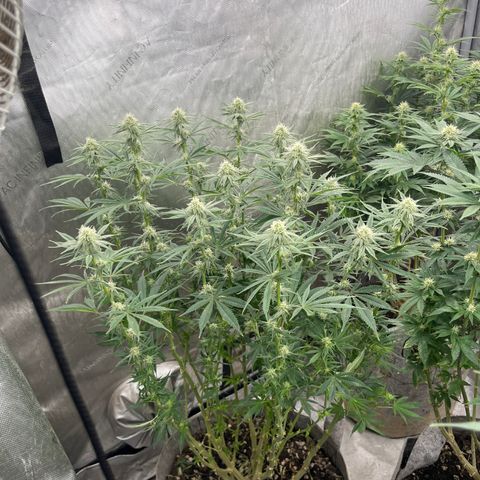 Lemon Shiznit growlog timeline photo