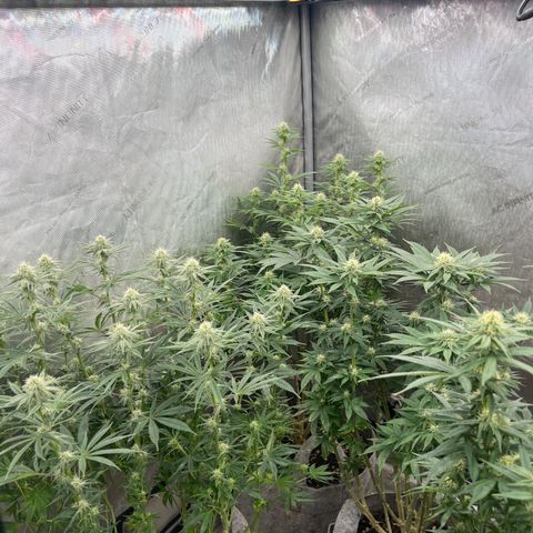 Lemon Shiznit growlog timeline photo