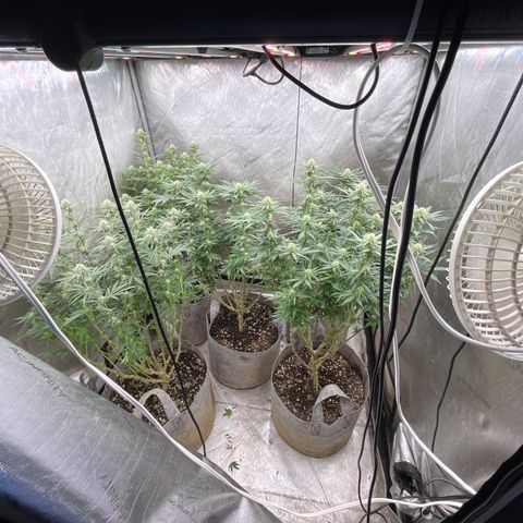 Lemon Shiznit growlog timeline photo