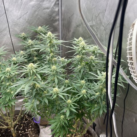 Lemon Shiznit growlog timeline photo